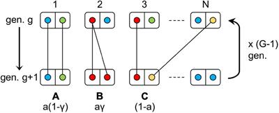 Detection of Cryptic Sex in Automictic Populations: Theoretical Expectations and a Case Study in Cataglyphis Desert Ants